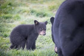 The cubs will be allowed to roam outside as soon as they are big enough