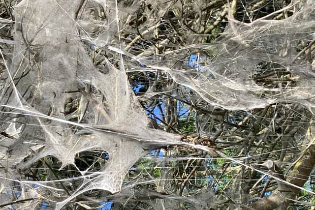 A closer look at the webbing