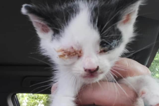 The kitten was rescued by Cats Protection volunteers