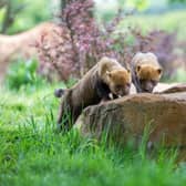 Woburn Safari Park welcomes new bush dogs to the family