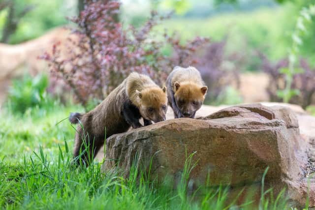 Woburn Safari Park welcomes new bush dogs to the family