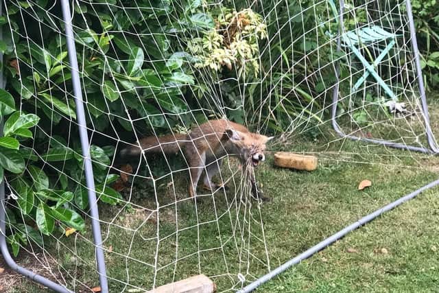 A fox entangled in football netting