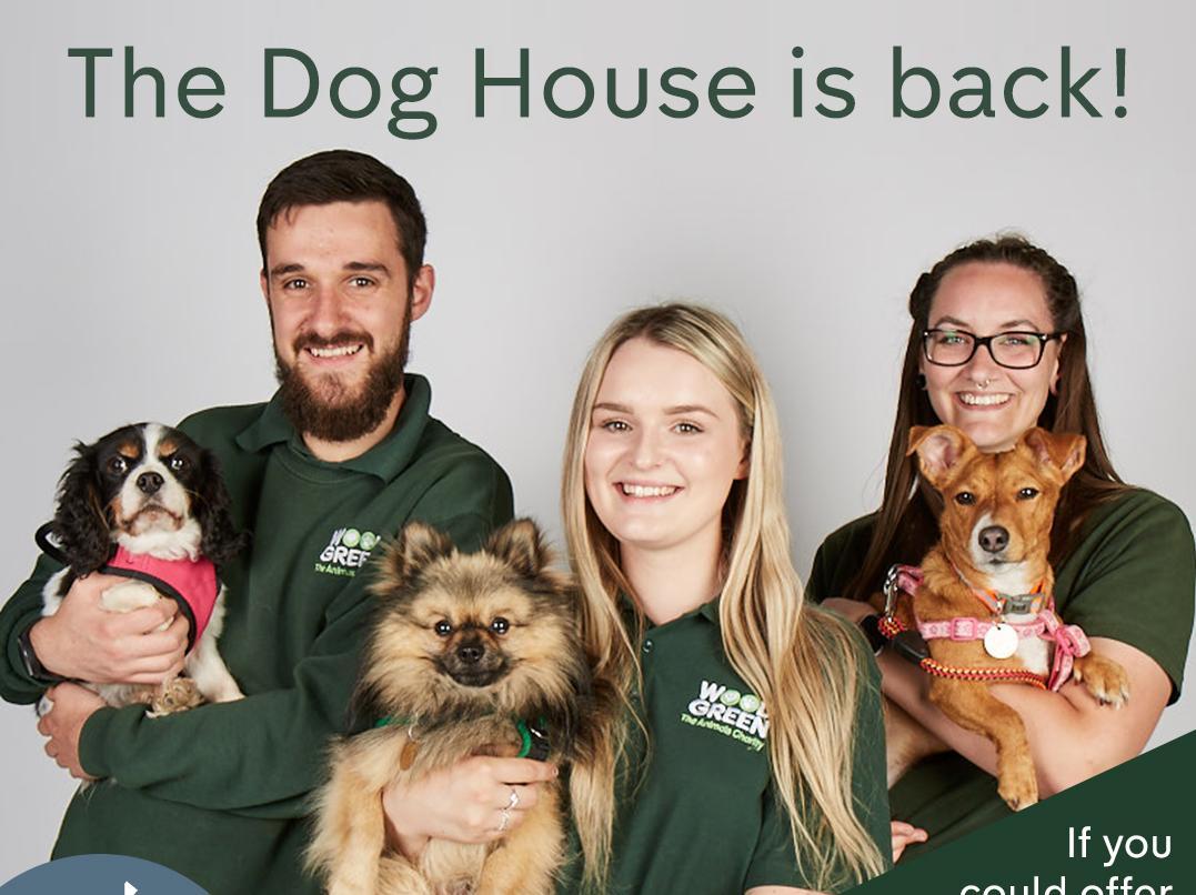 Channel 4 shop dog show