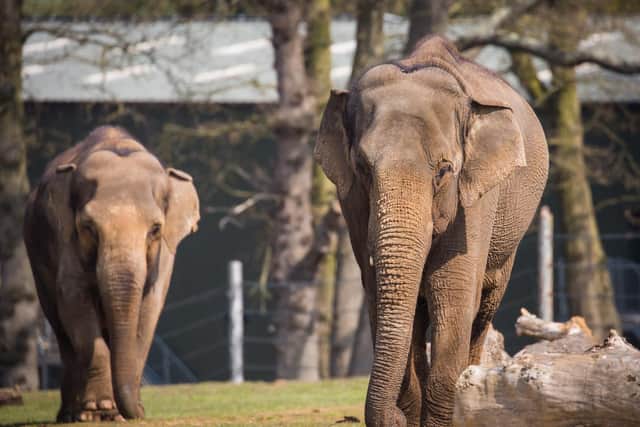 Woburn Safari Park and Eamonn Holmes support World Elephant Appreciation Day (C) Woburn Safari Park