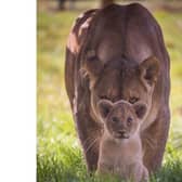 Woburn Safari Park’s official photographer, Bridget Davey, took this stunning portrait of lioness Zuri and cub (C) Woburn Safari Park