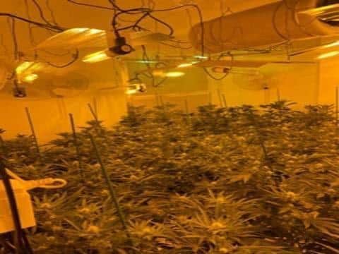 One man has been arrested on suspicion of the cultivation of cannabis
