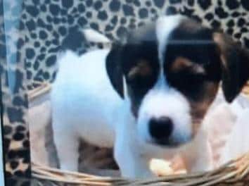 Have you seen or been offered either of these Jack Russell puppies?