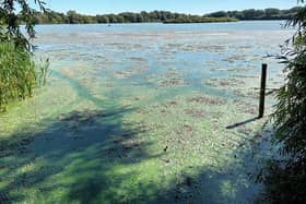 The blue-green algae blooms at Priory Country Park