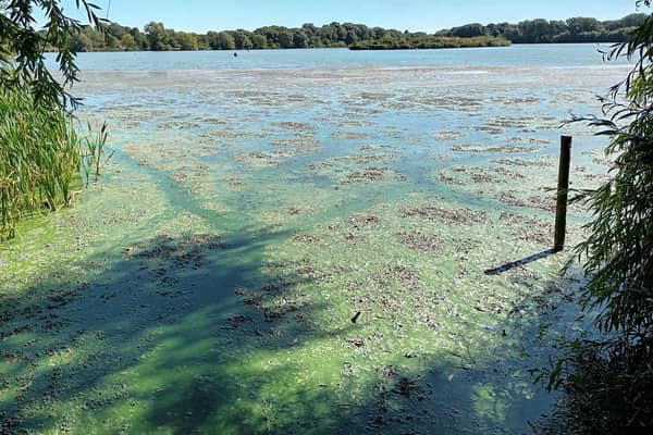 The blue-green algae blooms at Priory Country Park