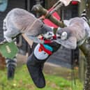 The inquisitive lemurs get stuck into their stockings
