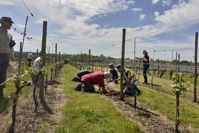 Planting day at Warden Abbey Vineyard