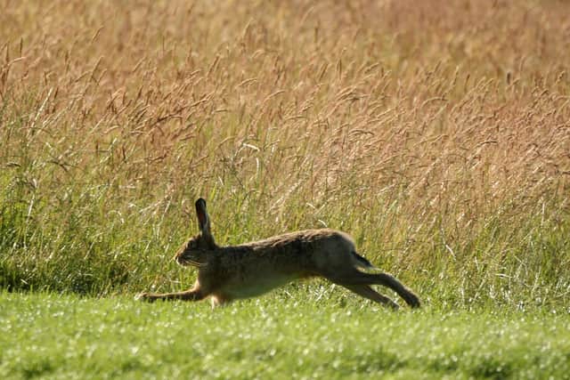 The incident took place on November 10, when over 100 men attended an illegal hare coursing event