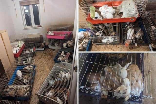 Bans for couple who 'hoarded' 115 rabbits in squalor at their home near ...