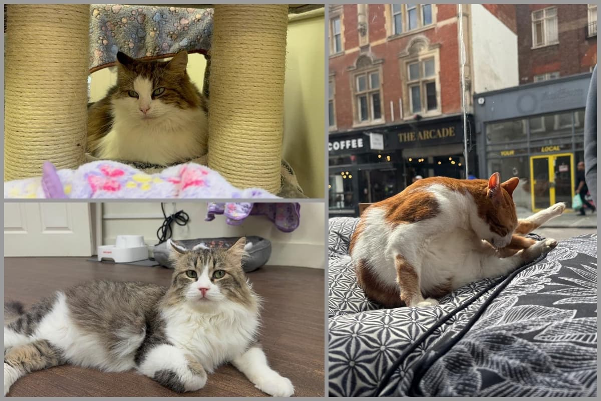 Warum Bedfords Katzencafé jetzt einen besonderen Platz im Herzen dieses ...
