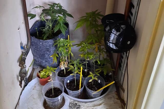 The seized cannabis plants (Picture courtesy of Ampthill Community Policing Team)