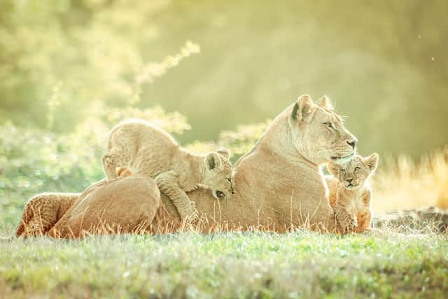 Playtime.