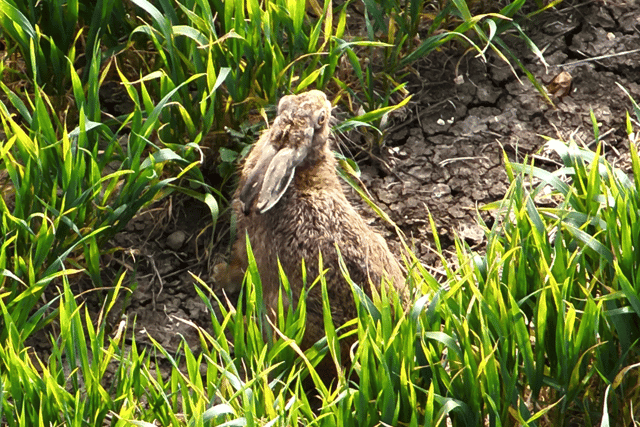 A hare in a field