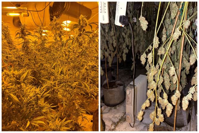 Suspected cannabis plants and dangerous electrics