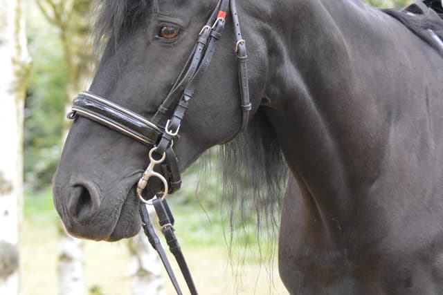 Das Thurleigh Equestrian Centre führt ein nationales Ausbildungsprogramm ...