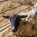 Lambing is Back Event Returns to Mead Open Farm