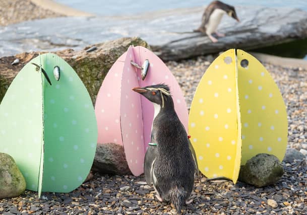 Northern rockhopper penguin enjoys Easter enrichment