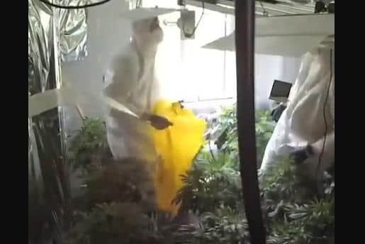 The cannabis factory being dismantled