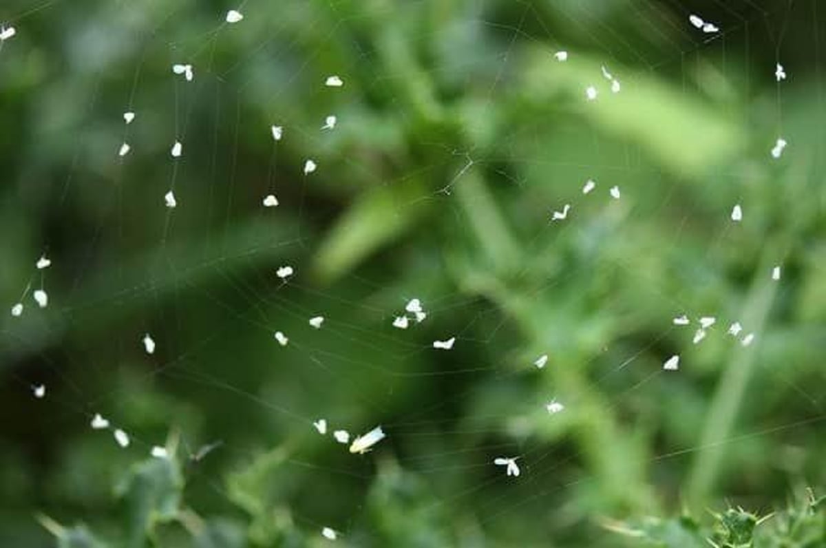Swarms of tiny white flies plaguing parts of Bedford being mistaken for ash  or even snow | Bedford Today