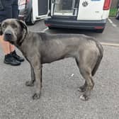 Bluey was successfully rehomed. Pic: RSPCA