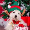 Keeping your pets safe at Christmas