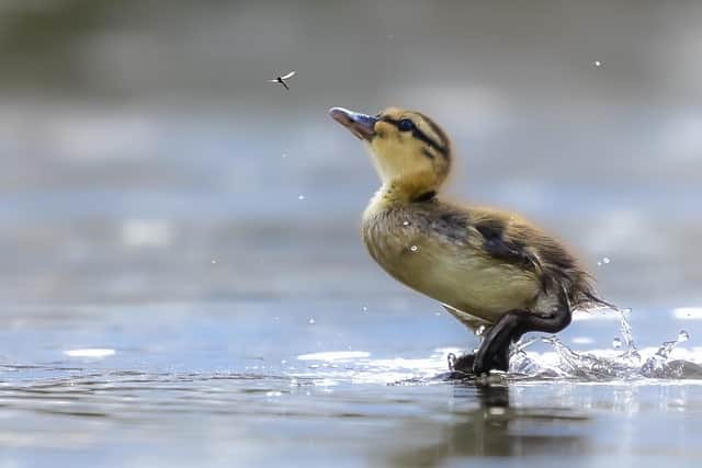 A duckling eyes up a fly. (Picture: Donna Samuels)