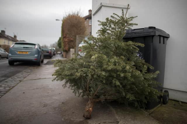 A discarded Christmas tree waits to be collected (Photo by Matt Cardy/Getty Images)