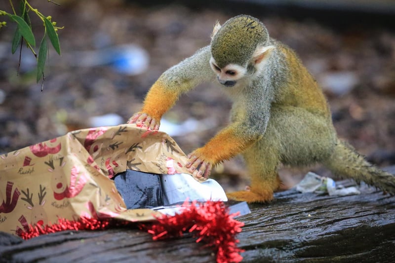 This little squirrel monkey was very, very interested in her Christmas gift. She took no time to rip open her neatly-wrapped presents.