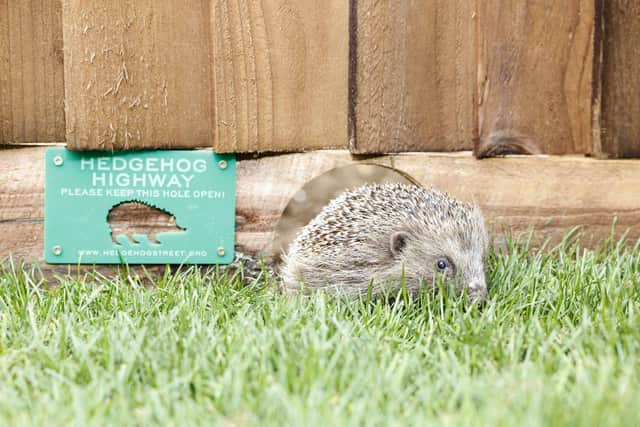 Twink the Hedgehog