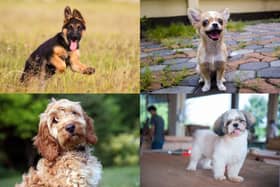What is your favourite dog breed?