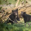 The black bear cubs which were born in January have made their pubic debut