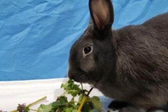 Bronson is an 18-month-old neutered male bunny who is looking for a new home with another rabbit that he can call his new friend. This super sweet and confident rabbit will happily come over to say hello and could happily live with children and other animals in the new home. Phone: 01908 584000 Email: beds.reception@nawt.org.uk