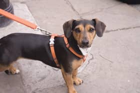 Dog on a lead. Picture: YouComMedia from Pixabay