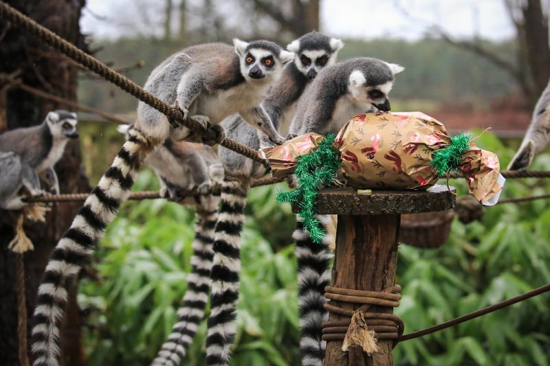 Even the ring-tailed lemurs got involved with the festivities, the group were quick to investigate their enrichment gifts from the keepers