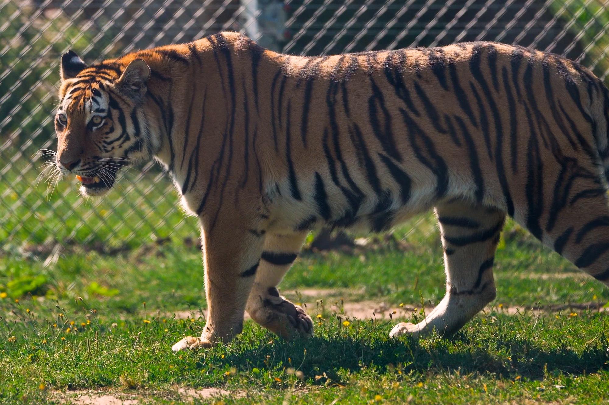 Meet tiger Ginger Biscuit who has joined the big cats at Woburn Safari ...