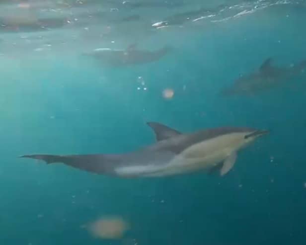 Dolphins were spotted off the coast of Sussex