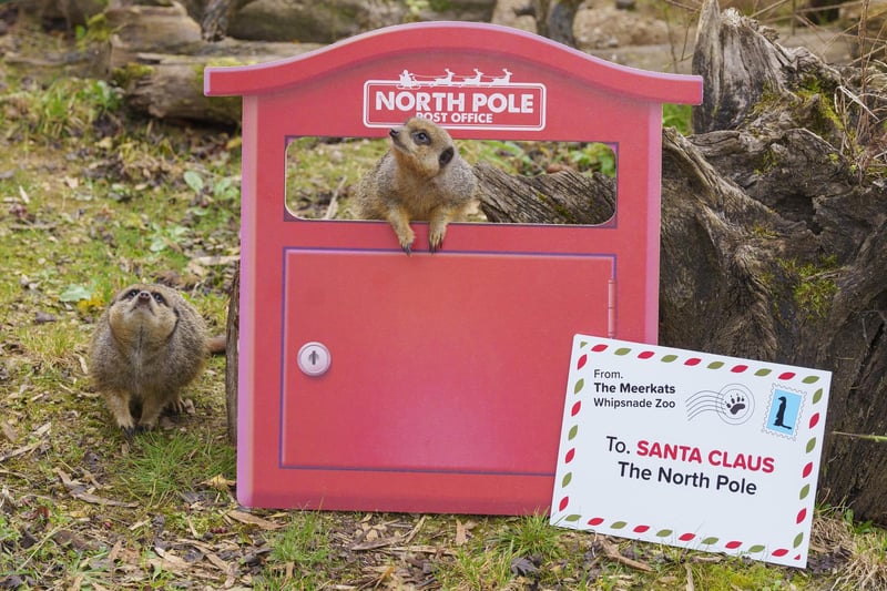 Meerkats Bibbity and Silvey posted their Christmas wish lists to Santa. What did they ask for?
