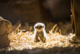 Name the baby meerkat to be in with a chance of winning