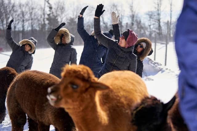 Here's a sample of yoga with alpacas in Ontario. Thankfully, the weather will be better in Wilstead