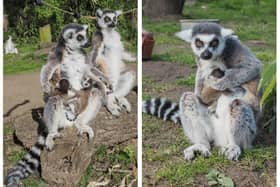 The new ring-tailed lemur babies and their proud parents. Photo: Woburn Safari Park.