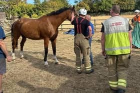 Crews from Kempston Community Fire Station and Bedford Community Fire Station were on hand to help a horse in need.
