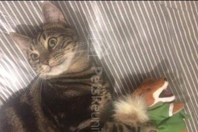 Bear is a tabby who went missing five months ago from Dennis Road, Kempston. He is three-years-old, has a blue collar and is an indoor cat (Ref PR91645)