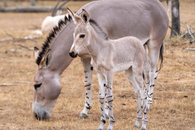 Amara with the first-born foal