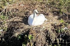 Swans are particularly vulnerable during nesting season says the council.
