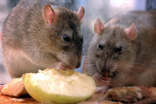 Rats nibble on discarded food