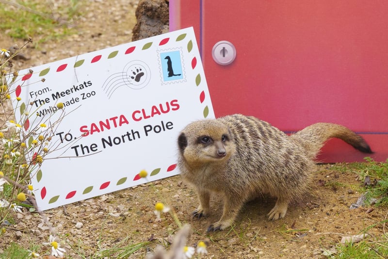 This meerkat was snapped exploring a Christmas post box at Whipsnade Zoo.